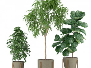 Plants collection 343 3D Model