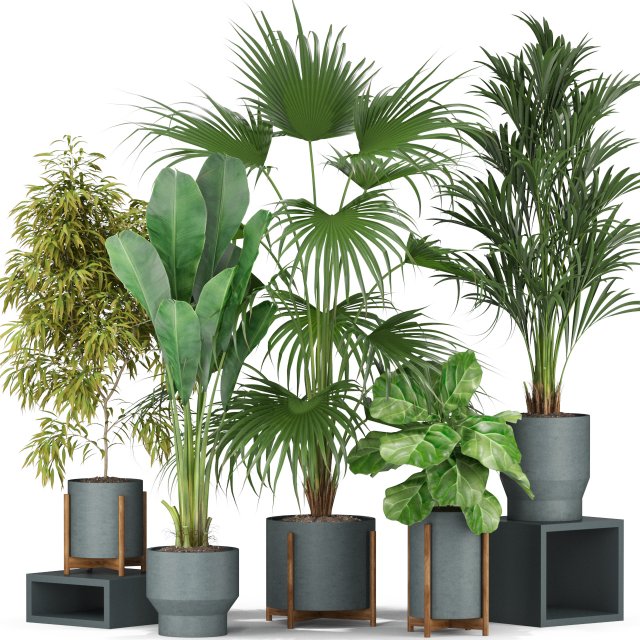 Plants collection 344 Model 3D .c4d .max .obj .3ds .fbx .stl .blend 