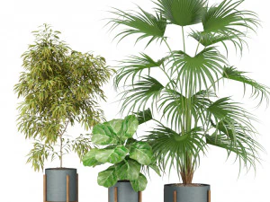 Plants collection 344 3D Model