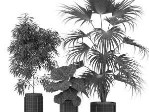 Plants collection 344 3D Model