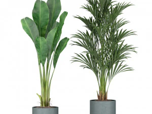 Plants collection 344 3D Model