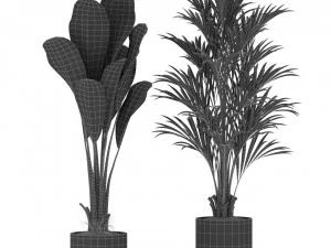 Plants collection 344 3D Model