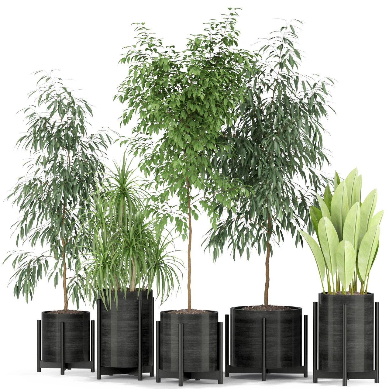 Plants collection 345 3D Model .c4d .max .obj .3ds .fbx .stl .blend