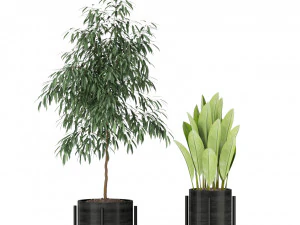 Plants collection 345 3D Model