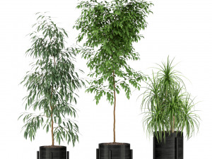Plants collection 345 3Dモデル