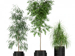 Plants collection 345 3D Model