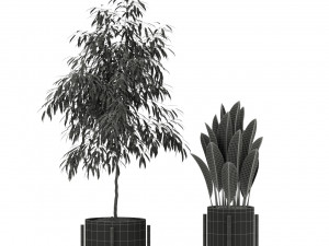 Plants collection 345 3Dモデル