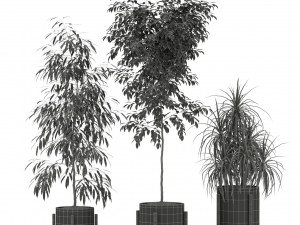 Plants collection 345 3Dモデル