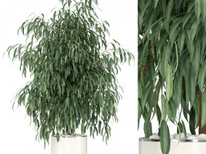 Bitki koleksiyonu 346 3D Model