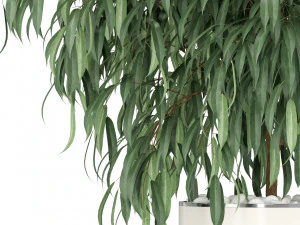 Plants collection 346 3D Model