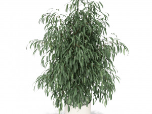 Plants collection 346 Modello 3D