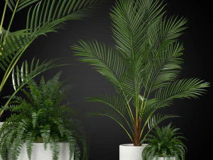 Plants collection 347 3D Model
