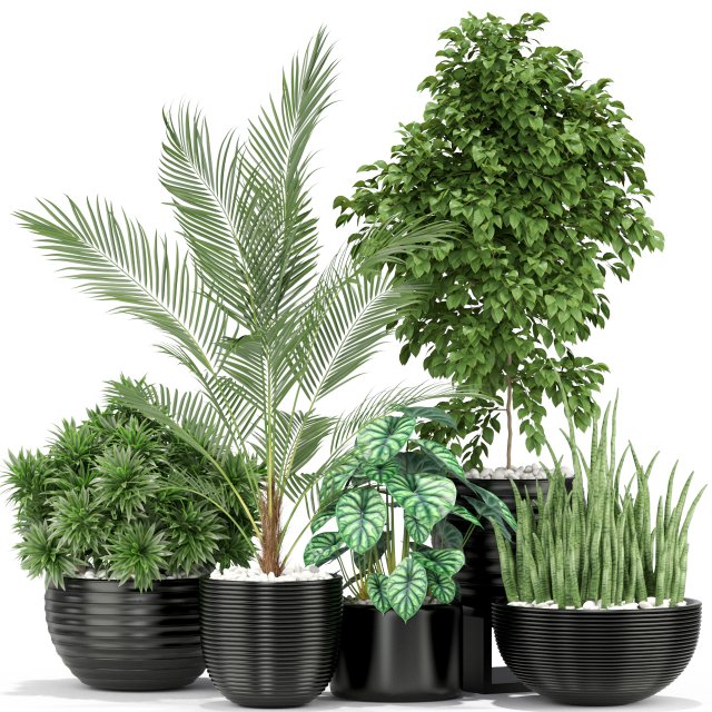 Plants collection 348 3D Модель .c4d .max .obj .3ds .fbx .stl .blend
