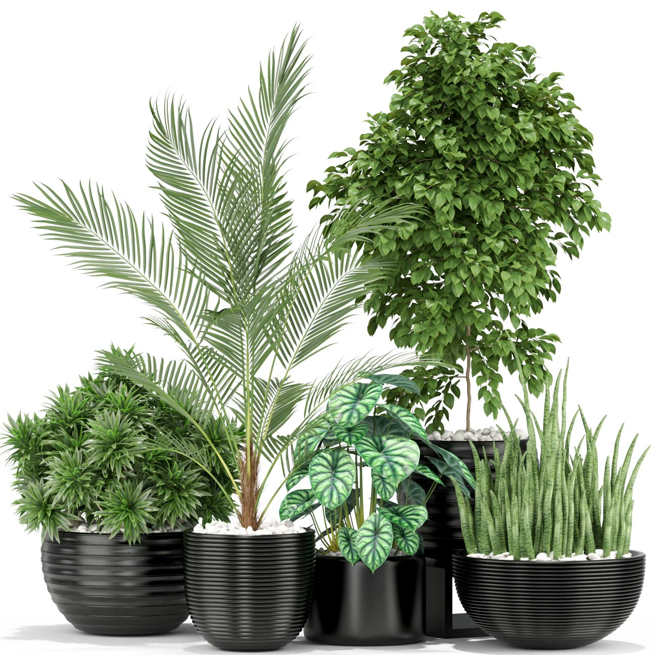 Plants collection 348 3D Model .c4d .max .obj .3ds .fbx .stl .blend 