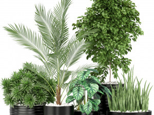 Plants collection 348 3D Model