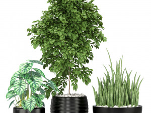 Plants collection 348 3D Модель
