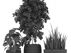 Plants collection 348 3D Модель