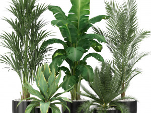 Plants collection 349 3D Model