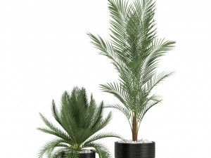 Plants collection 349 3D Модель
