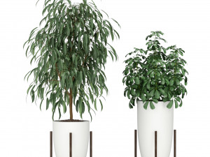 Plants collection 350 Model 3D