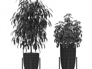 Plants collection 350 Model 3D