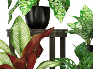 Plants collection 351 Modelo 3D