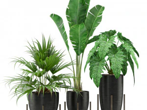 植物コレクション 352 3Dモデル