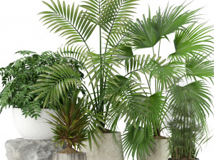 Plants collection 353 3Dモデル