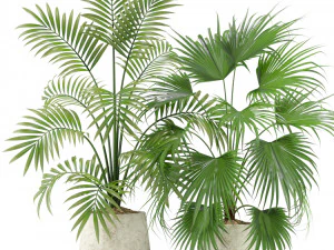 Plants collection 353 3D Model