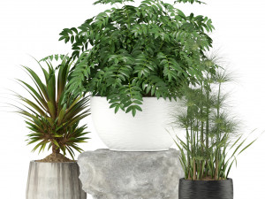 Plants collection 353 Modelo 3D