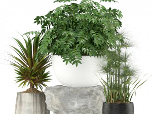 Plants collection 353 3D Model