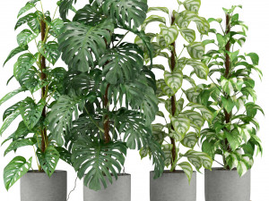 Plants collection 355 Modelo 3D