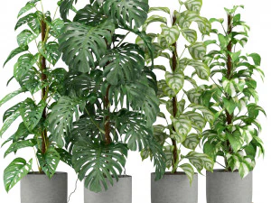 Plants collection 355 3D Model