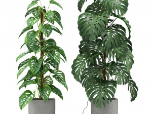 Plants collection 355 3D Модель