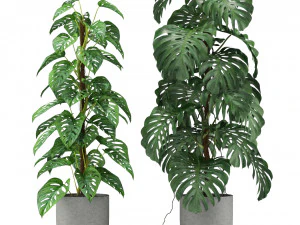 Plants collection 355 3D Model