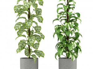 Plants collection 355 3D Модель