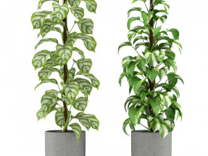 Plants collection 355 3D Model