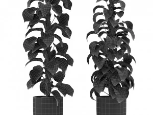Plants collection 355 3D Model