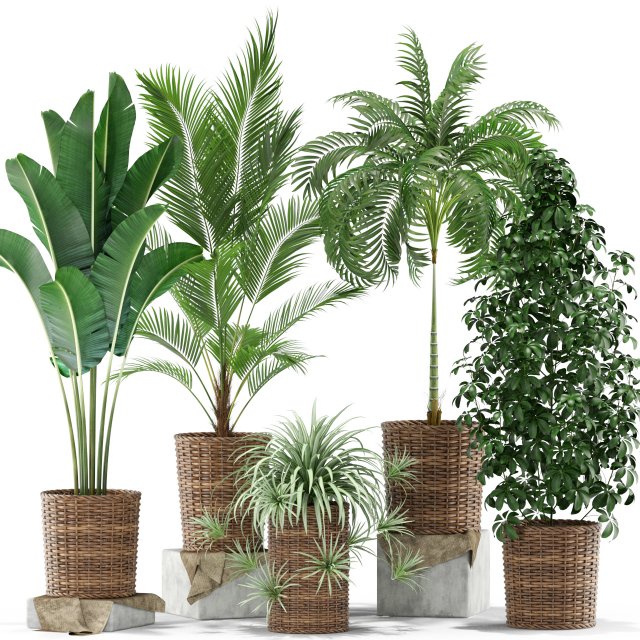 Plants collection 356 3D-Modell .c4d .max .obj .3ds .fbx .stl .blend 