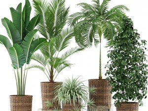 Plants collection 356 3D Model