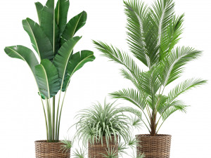 Plants collection 356 3D-Modell