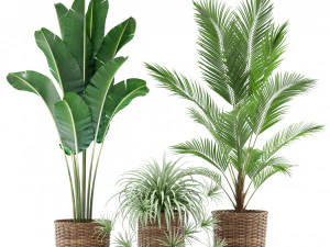 Plants collection 356 3D Model