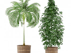 Plants collection 356 3D Model