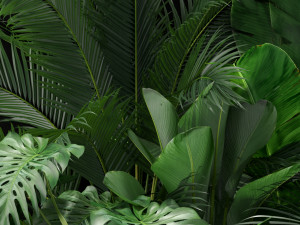 Plants collection 357 3D Модель