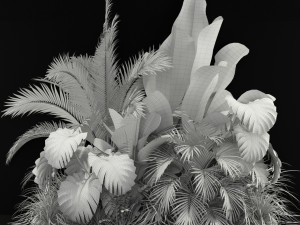 Plants collection 357 3D Модель