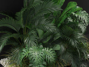 Plants collection 357 3D Model