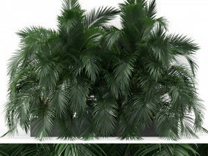 植物收藏 358 3D 模型