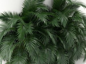 Plants collection 358 3Dモデル