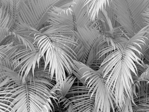 Plants collection 358 3Dモデル