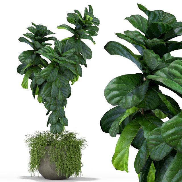 Plants collection 359 3D Model .c4d .max .obj .3ds .fbx .stl .blend 